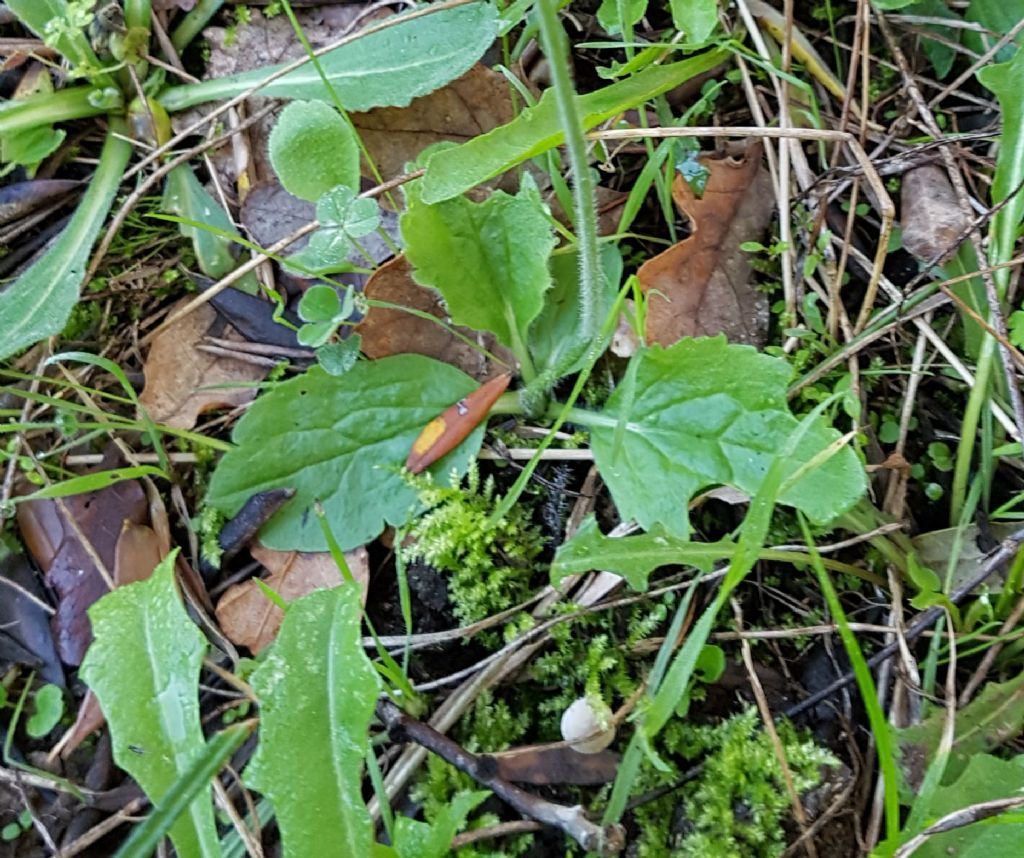 Fiore giallo autunnale:  Ranunculus bullatus